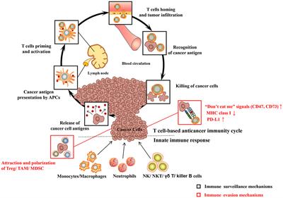 Recent Advances of Gold Compounds in Anticancer Immunity